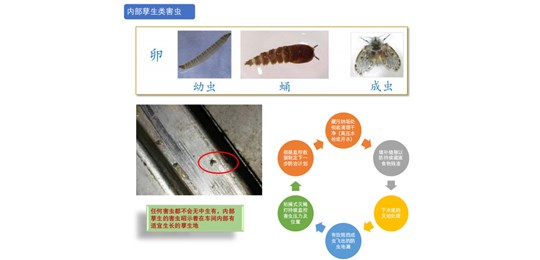 蟑螂防治對(duì)策有哪些？