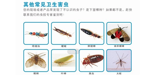 澳潔告訴您白蟻防治應(yīng)首先考慮的預(yù)防因素